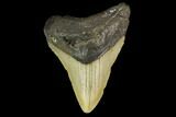 Fossil Megalodon Tooth - North Carolina #131610-1